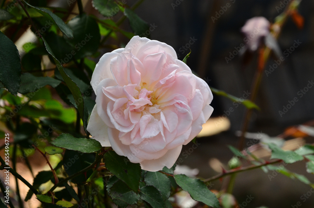 Beautiful White Rose Flower in the garden