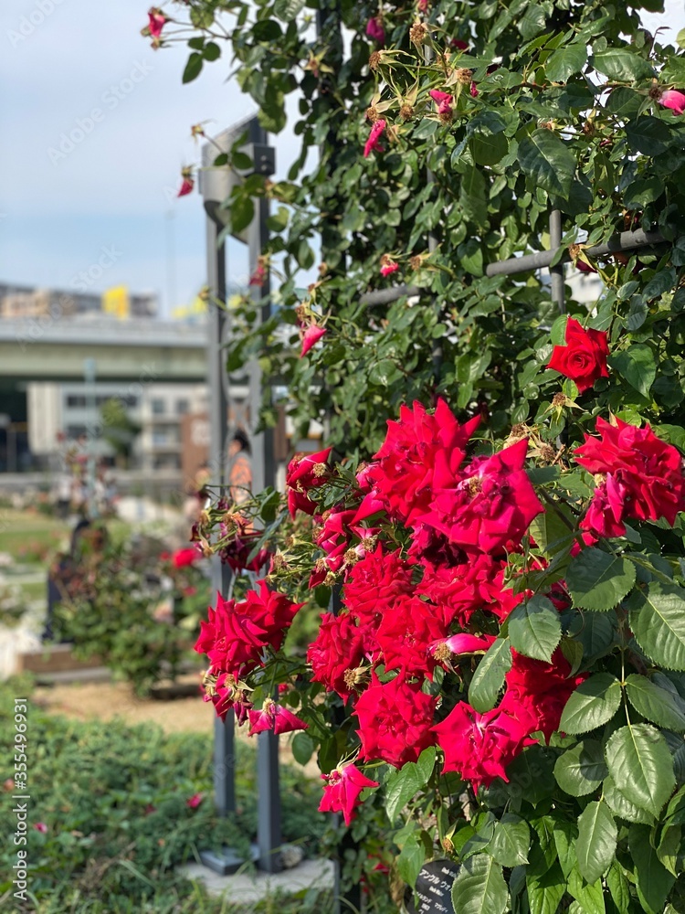 flowers in the garden