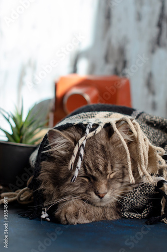 gray cat lies under a plaid blanket © Евгения Соломенная