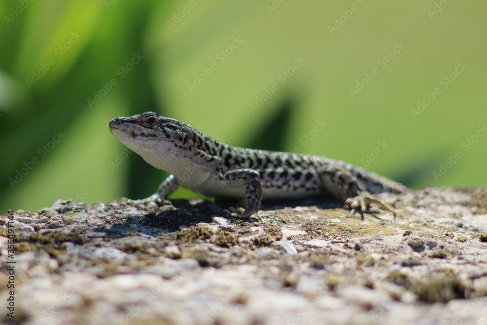 Eidechse auf Stein | Lizard on stone Eidechse auf Stein | Lizard on stone