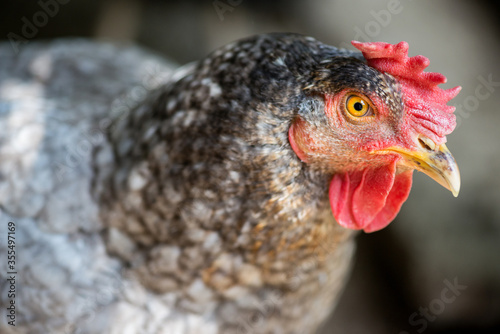 Close up of chickens in the coop. Hen in a farmyard - selective focus