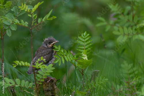 Wallpaper Mural Juvenile Fieldfare patiently awaiting parent Torontodigital.ca
