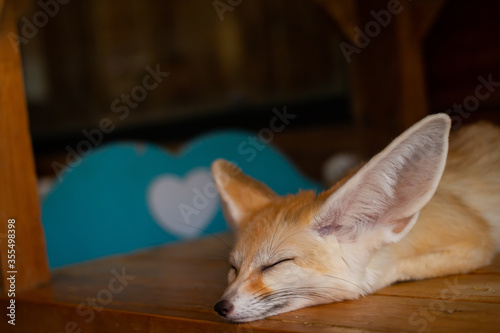 Close up Fennec fox(Desert fox) is sleeping. © bzjpan