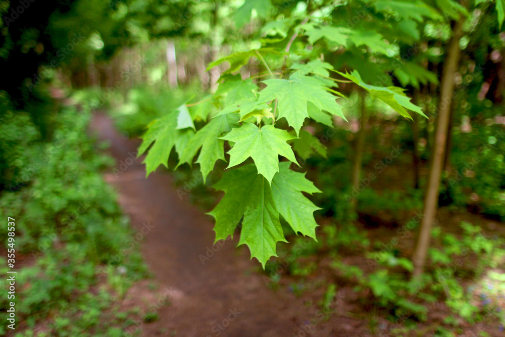 Obraz premium Beautiful vegetation of the Belarusian forest