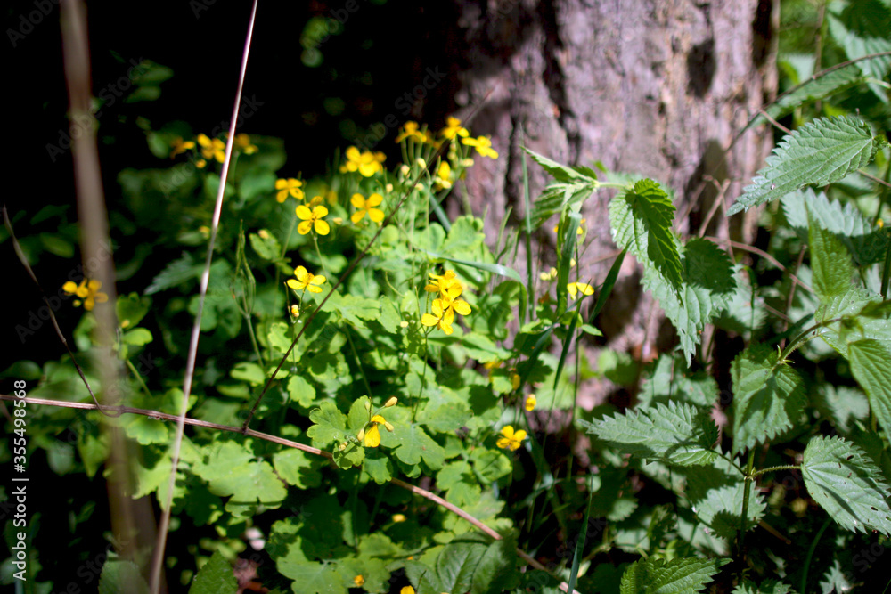 Fototapeta premium Beautiful vegetation of the Belarusian forest