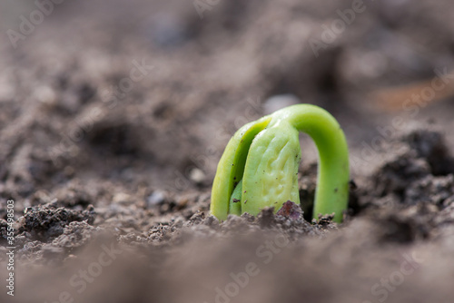 Close up of germination of bean seeds in a rural garden - selective focus