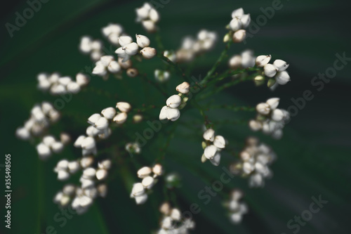 spring flowers in spring