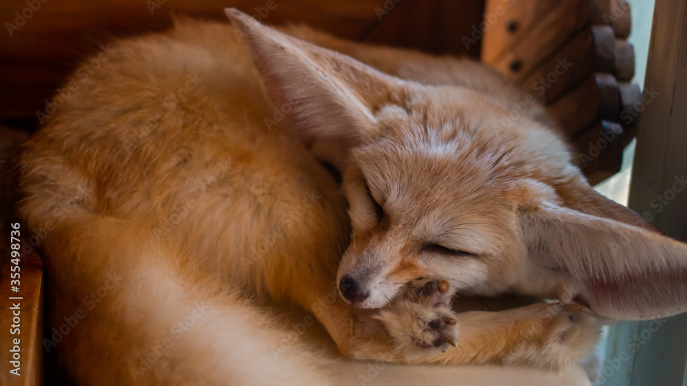 Close up Fennec fox(Desert fox) is sleeping.