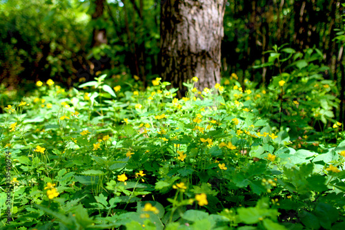 Beautiful vegetation of the Belarusian forest