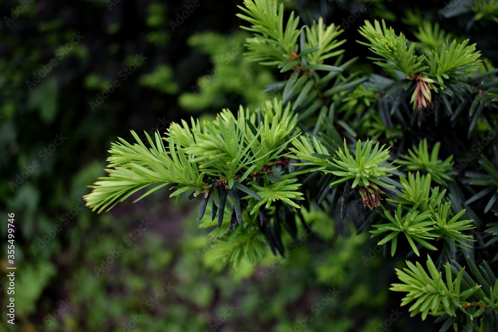 English Yew branches. Taxus baccata. European Yew English Yew branches. Taxus baccata. European Yew