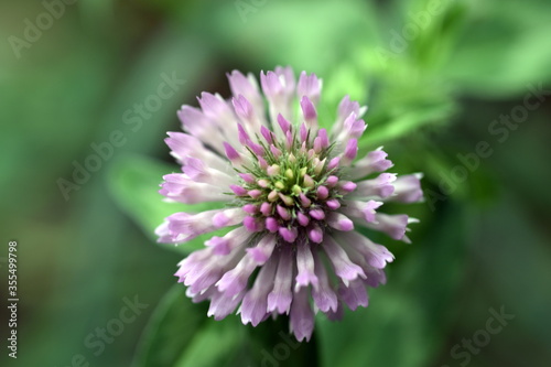Nahaufnahme einer Kleeblüte
