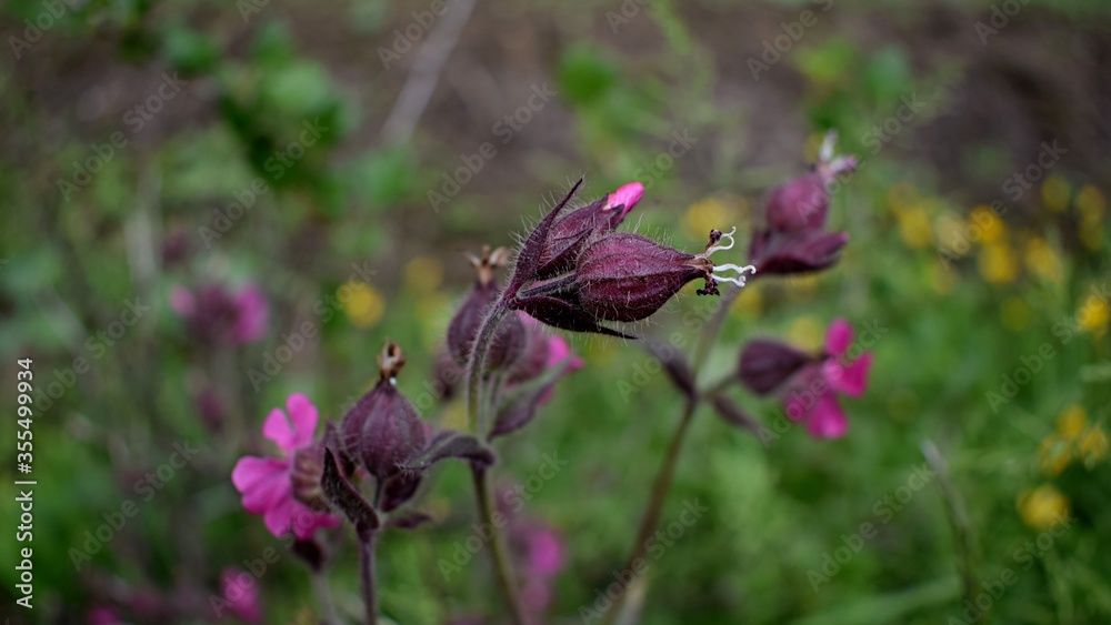 Red campion flowers Red campion flowers