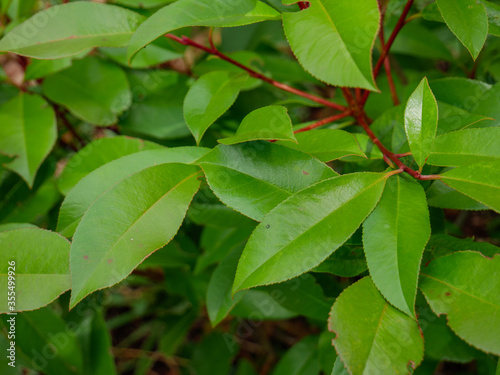 Wallpaper Mural Green photinia leaves closeup macro Torontodigital.ca