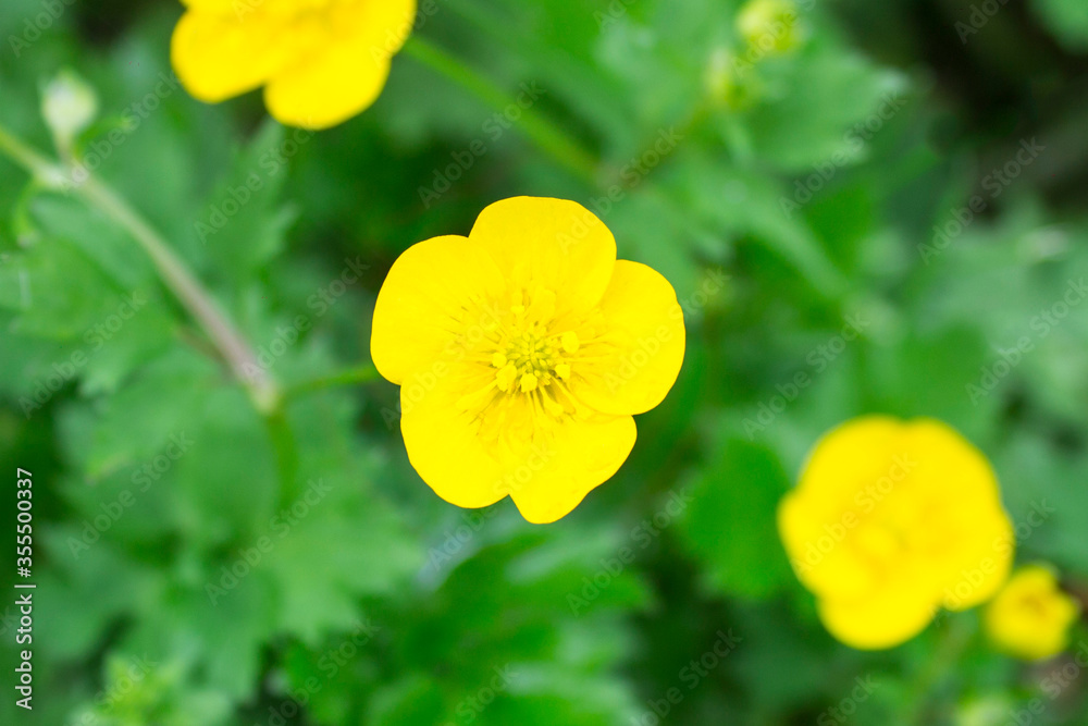 Obraz premium Buttercup yellow flowers on green grass background. Ranunculus acris (meadow buttercup, tall buttercup, giant buttercup, Common Buttercup). Closeup, selective focus, blurred background