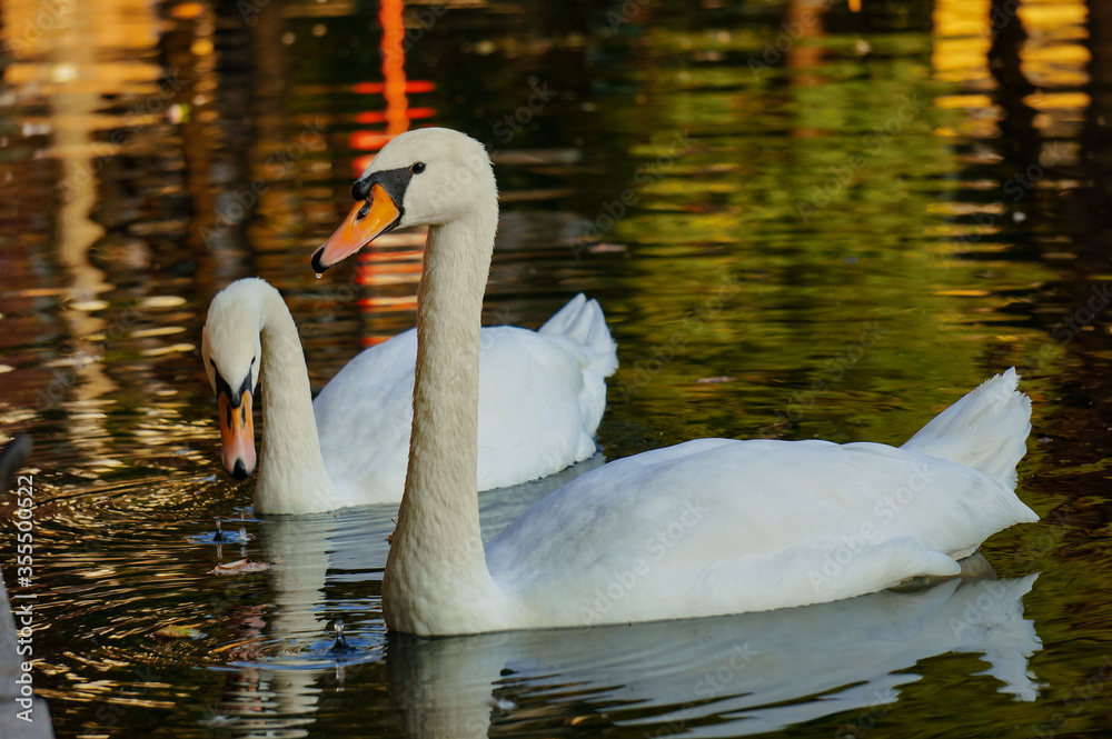 Fototapeta premium Beautiful white swans on the Patriarch Ponds