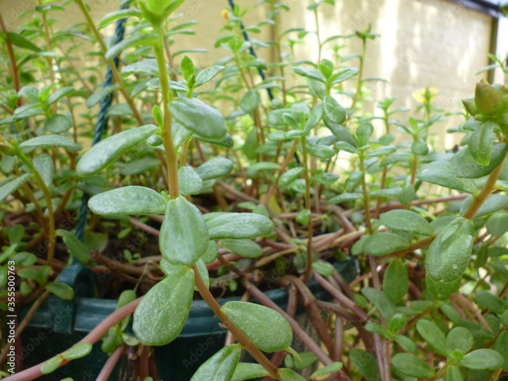 Obraz premium green beans growing in a garden