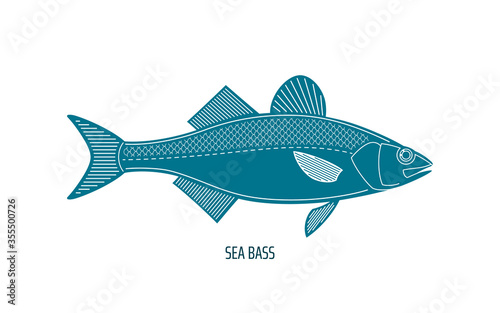 Sea bass, European bass or branzino, line art style simple vector illustration