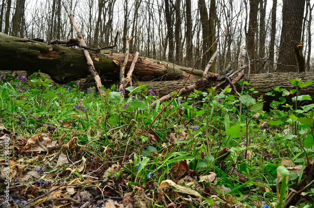 Beautiful photo of Corydalis flowers in spring forest