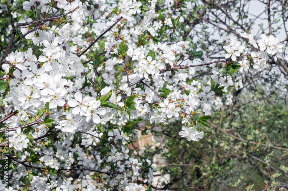 Branches of blossoming apricot macro with soft focus on gentle light blue sky background. For easter and spring greeting cards with beautiful floral spring abstract background of nature Branches of blossoming apricot macro with soft focus on gentle light blue sky background. For easter and spring greeting cards with beautiful floral spring abstract background of nature