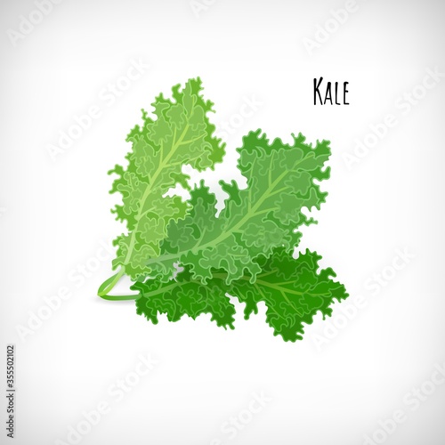 Kale salad leaves isolated on white background. Fresh ingredient for salad in flat style.