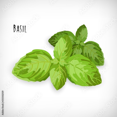 Basil leaves isolated on white background. Fresh spice basil twig ingredient for salad in flat style.