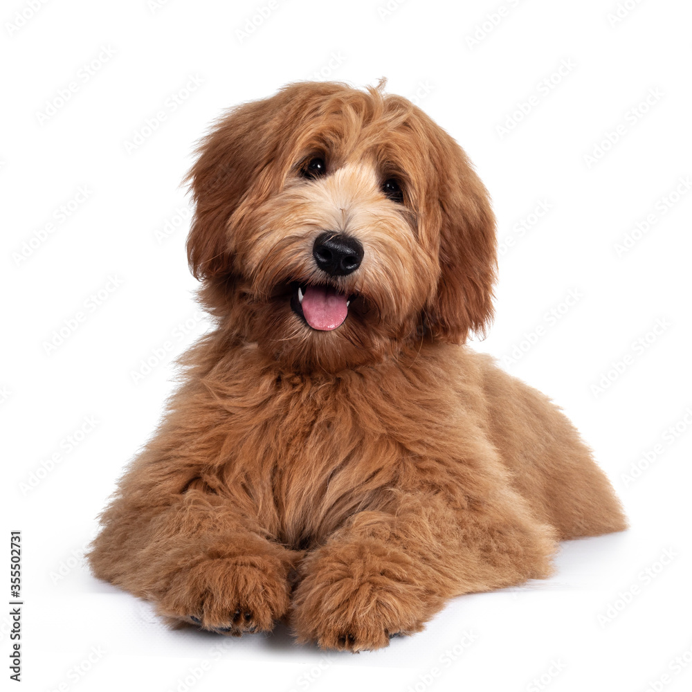 Adorable red / abricot Labradoodle dog puppy, laying down facing front, looking towards camera with shiny dark eyes. Isolated on white background. Mouth open showing tongue and cute head tilt