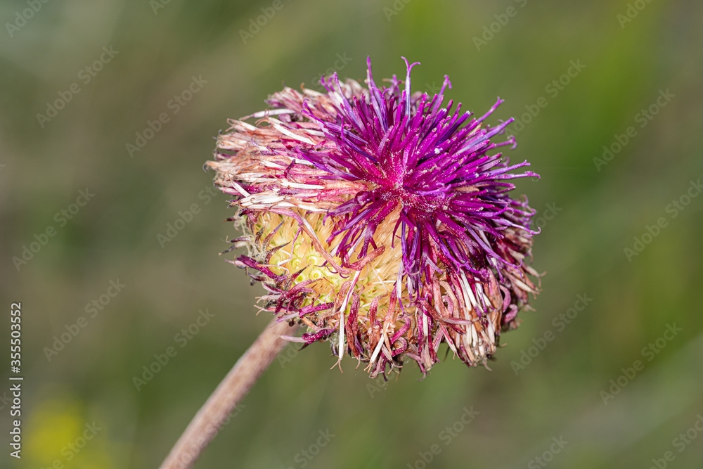 Centaurea scabiosa or greater knapweed is a perennial plant of the genus Centaurea. Centaurea scabiosa or greater knapweed is a perennial plant of the genus Centaurea.