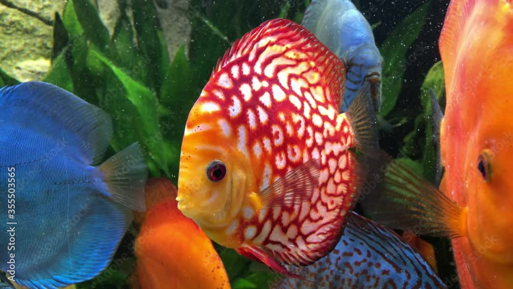 Diskusfische im Amazonas Becken