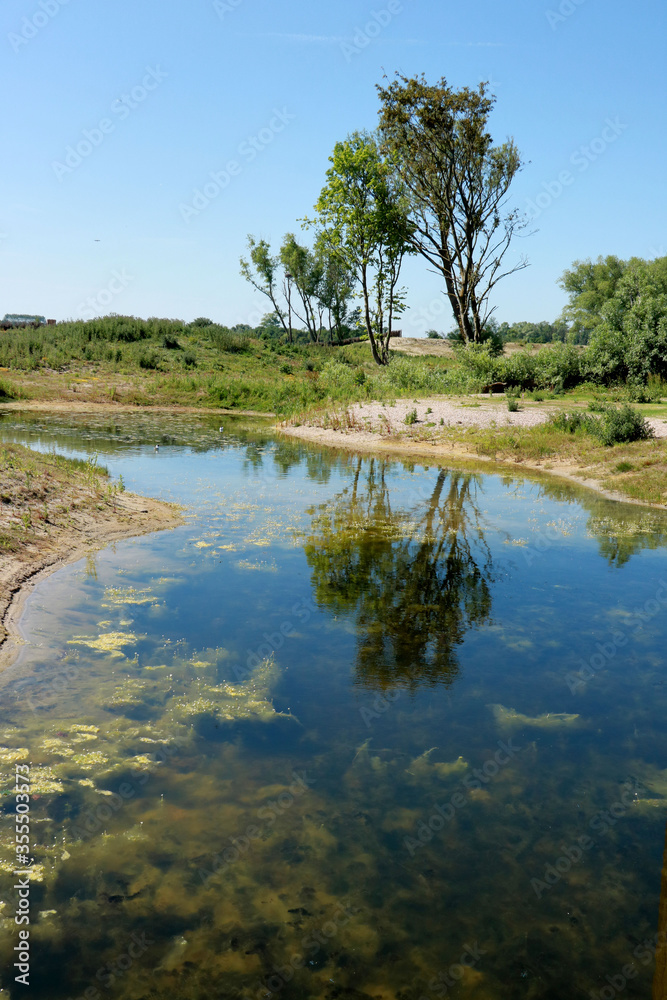 Fototapeta premium reflecting trees, Zwin, border between Belgium and the Netherlands