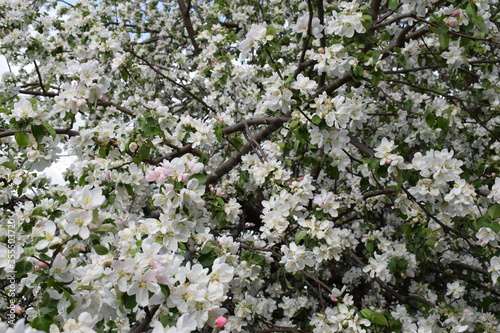 The Apple tree is blooming.Spring