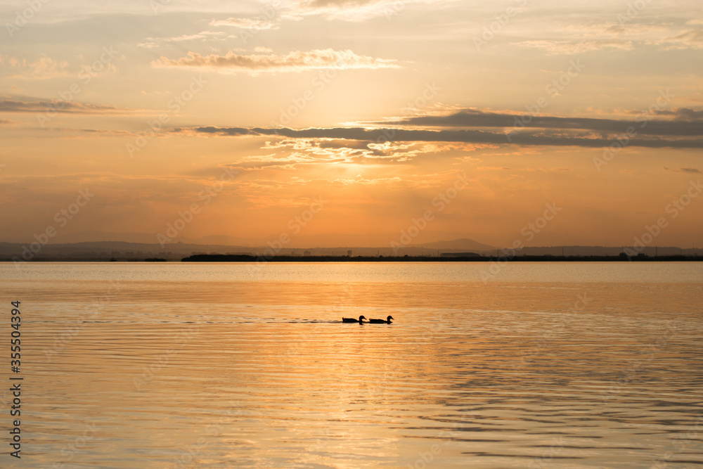 Magical orange sunset with a pair of ducks swimming in the Albufera of Valencia, Spain.