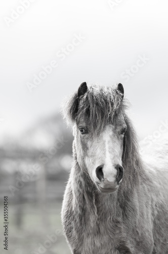 Close up shot of beautiful small pony looking towards the camera 