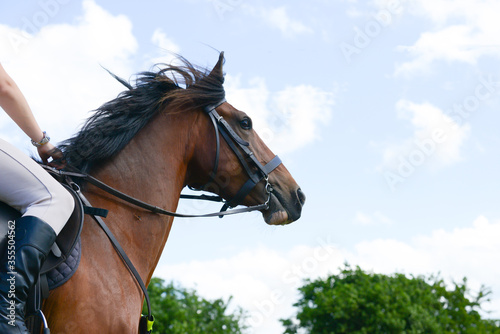 Close up shot of beautiful horse being ridden in countryside .