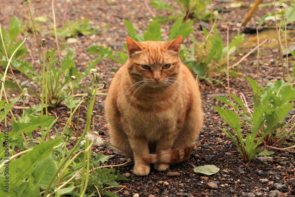
Sad upset ginger cat averted his gaze