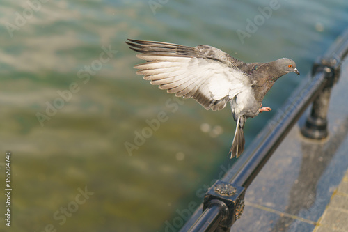 Gray pigeon over city pond. Dove cuts the air with wings widly open. Sunny spring day. Animals theme. Flying concepts. photo