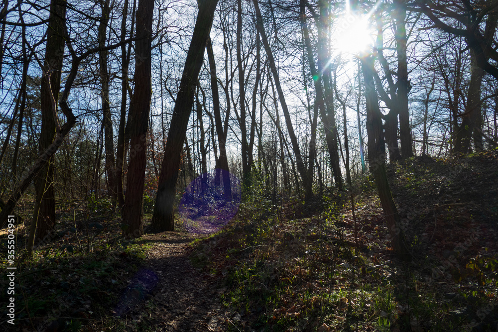 Fototapeta premium Naturschutzgebiet Wald, Sanddünen in Baden-Baden Sandweier