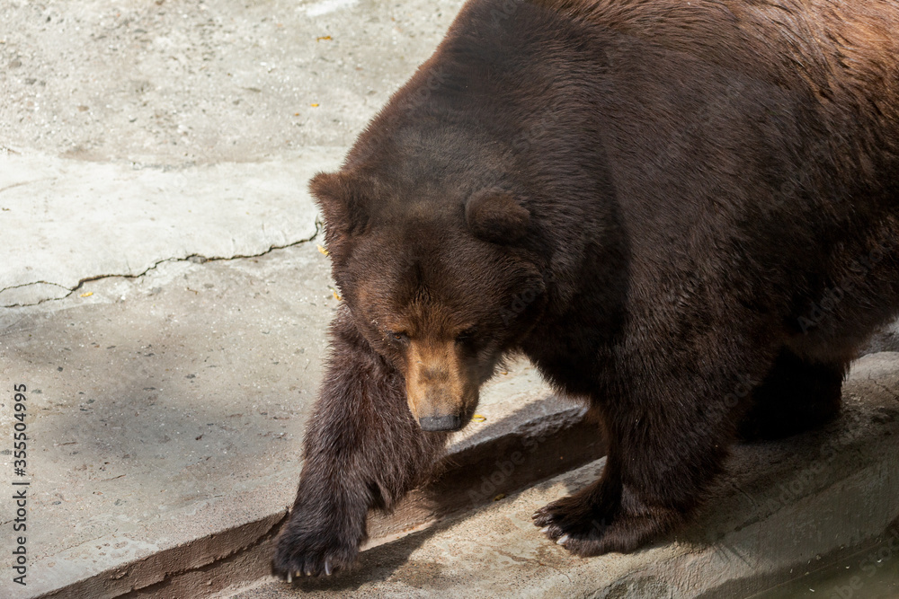 Brown bear sits in zoo. Big pensive brown bear (Ursus arctos) sitting about stone wall. Animal circus pet sitting in gorgeous pose and thinking - western concept Brown bear sits in zoo. Big pensive brown bear (Ursus arctos) sitting about stone wall. Animal circus pet sitting in gorgeous pose and thinking - western concept