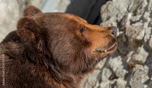 Brown bear sits in zoo.  Big pensive brown bear (Ursus arctos) sitting about stone wall. Animal circus pet sitting in gorgeous pose and thinking - western concept