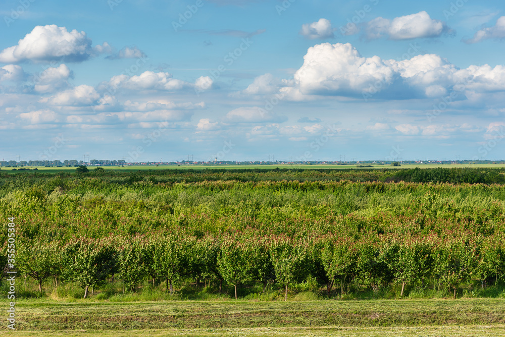 Fototapeta premium Orchard with apricots. Apricot tree farm in Serbia