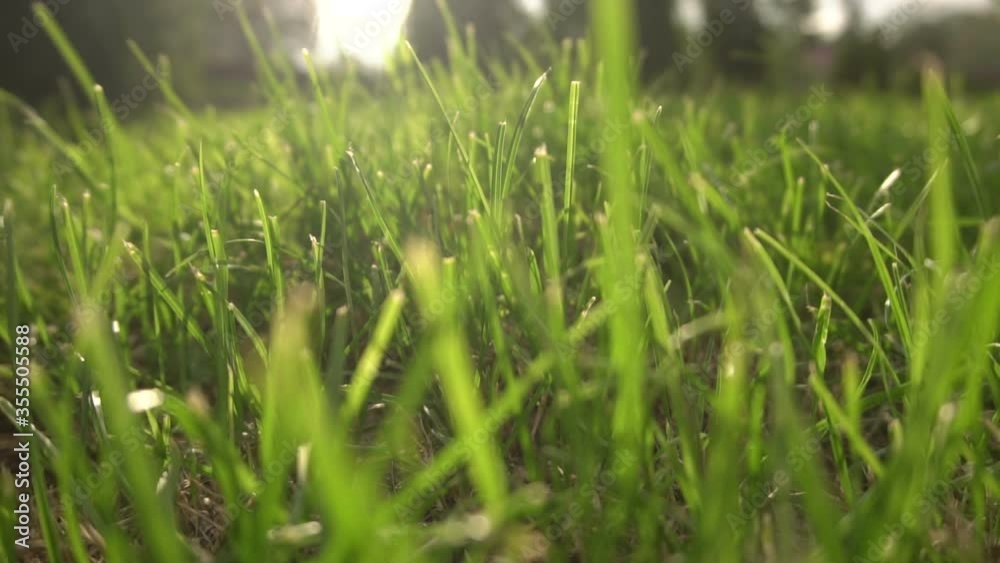 The camera swings back through the green grass The camera swings back through the green grass