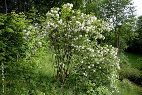 Viburnum opulus