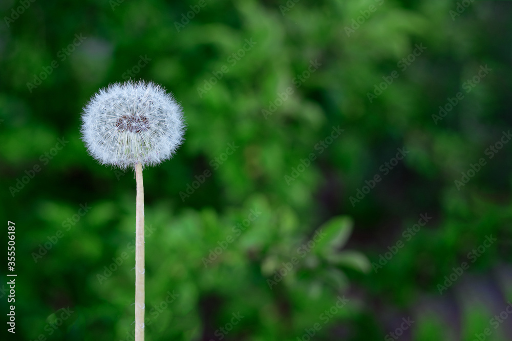 one white fluffy dandelion in macro on a background of green grass one white fluffy dandelion in macro on a background of green grass
