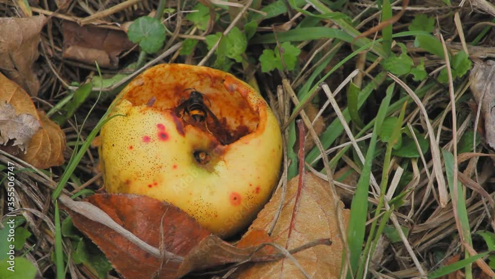 African wasps or Hornets eating the interior of a rotten apple. African wasps or Hornets eating the interior of a rotten apple.