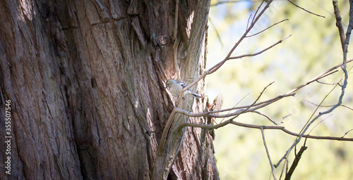 European Pied Flycatcher Ficedula hypoleuca on a branch in the forest. photo