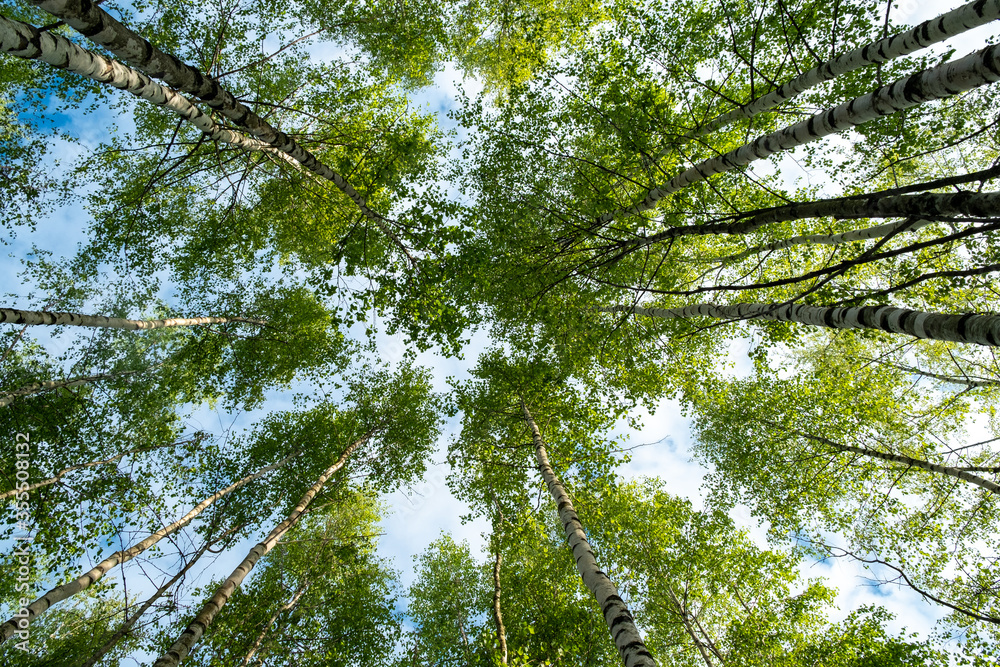 look at the crowns of the trees below. Trees are rushing. Crowns of birches on a background of blue sky with clouds