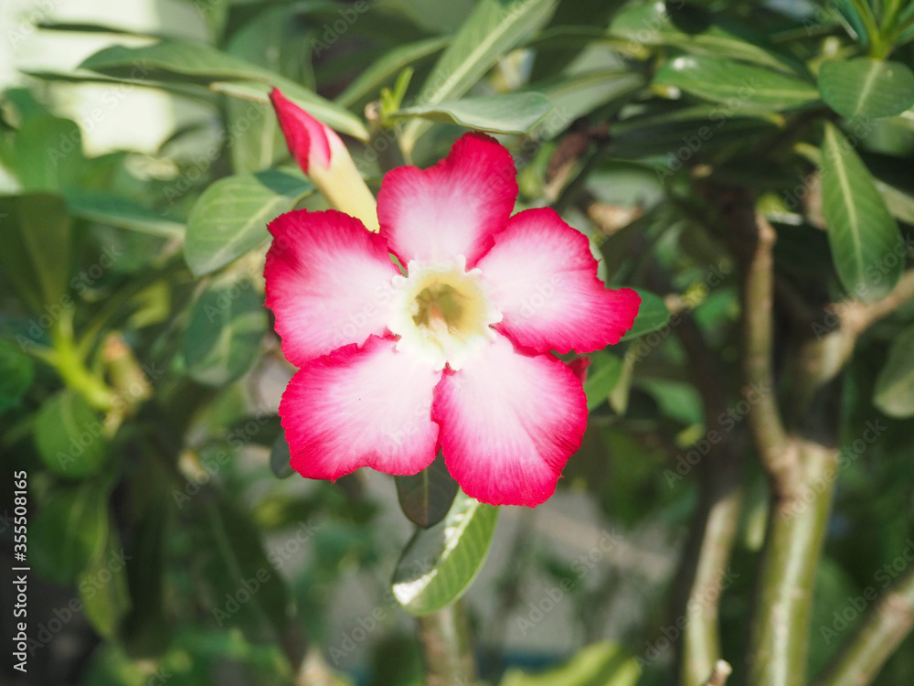 Azalea flowers are easily grown. Very resistant to drought conditions Until receiving the nickname Azalea flowers are easily grown. Very resistant to drought conditions Until receiving the nickname
