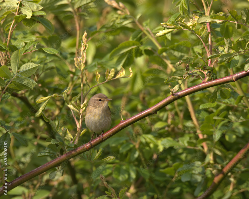 Common chiffchaff , Phylloscopus collybita Common chiffchaff , Phylloscopus collybita