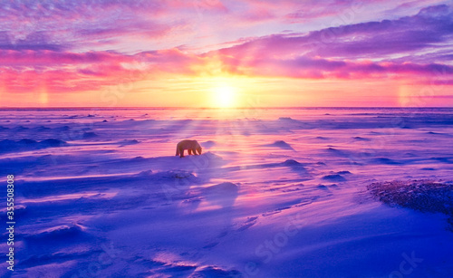 Obraz na plátně Sunset in Canadian Arctic ith polar bear