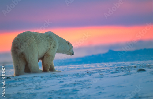 Polar bear at sunset in Canadian Arctic