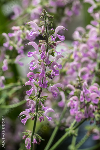 Purple Salvia Flowers (Salvia nemorosa)